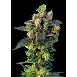Blue Thunder Regular de Sagarmatha
