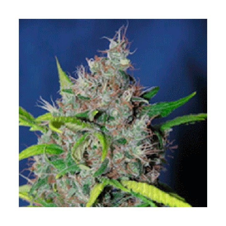 Bubbleberry Regular de Sagarmatha