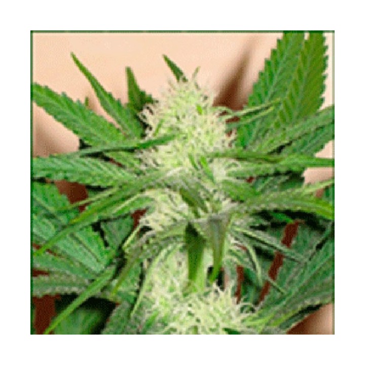 Cheeze Wreck Feminizada de Sagarmatha