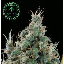 Diamond Head Regular de Sagarmatha