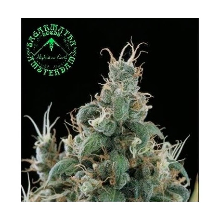 Diamond Head Regular de Sagarmatha