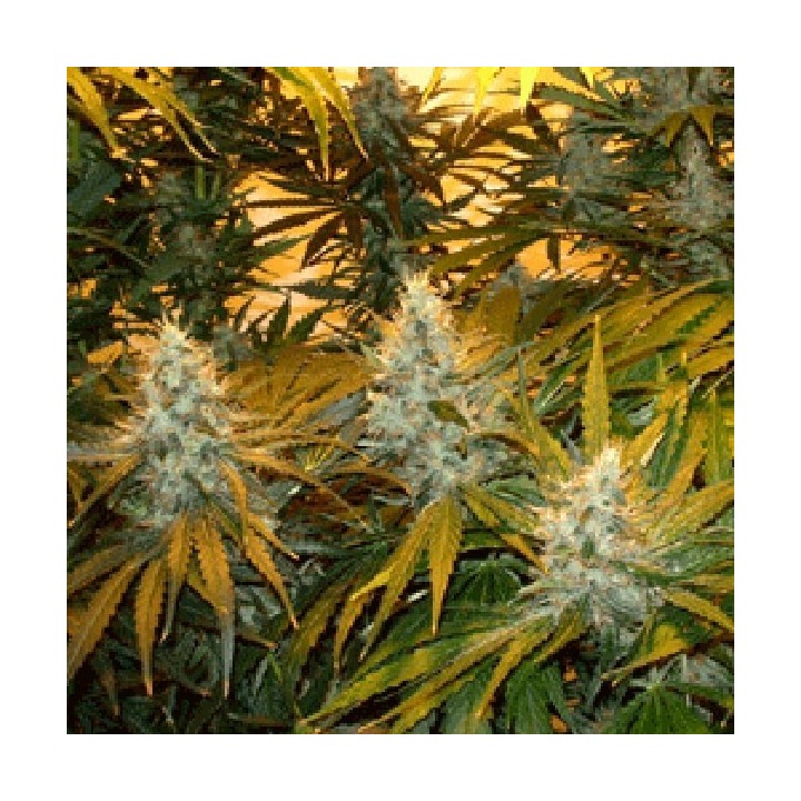 Chunky Cheeze Feminizada de Sagarmatha