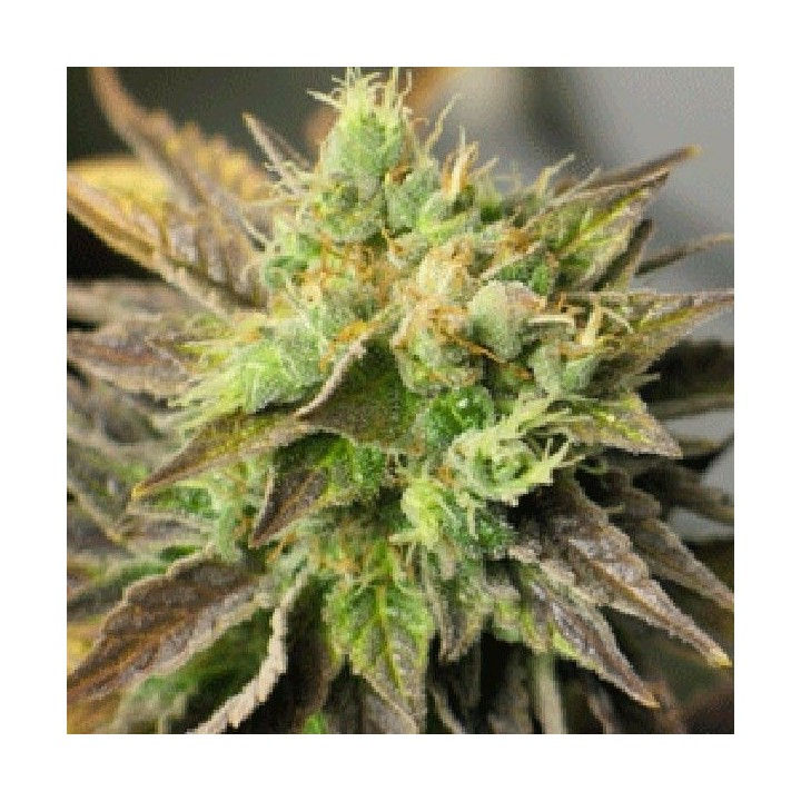 Double Diesel Ryder Autofloreciente Feminizada de Sagarmatha