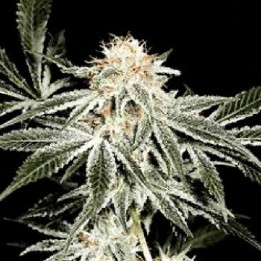 Gardener's Choice Regular de Sagarmatha