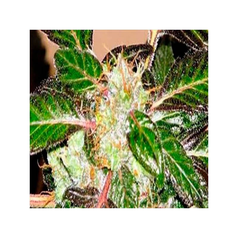 Indica XXL Feminizada de Sagarmatha