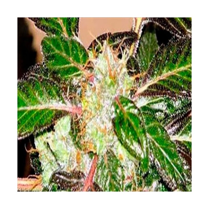 Indica XXL Feminizada de Sagarmatha