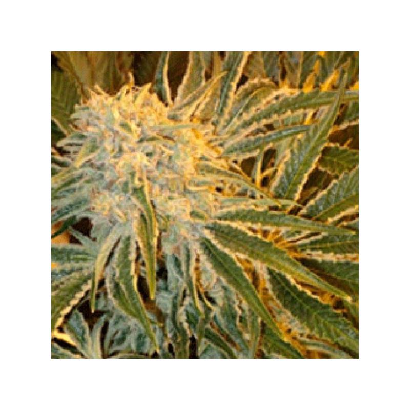 Northern Light 9 Regular de Sagarmatha