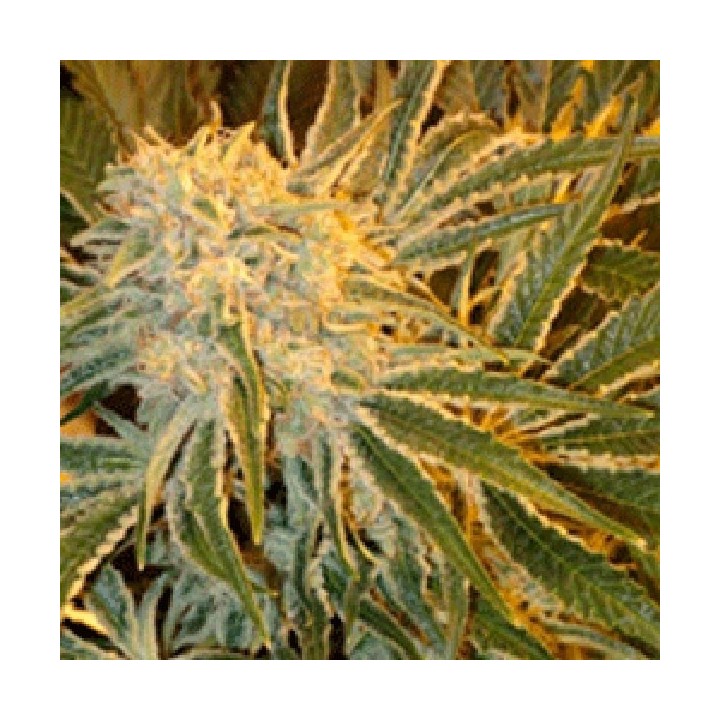 Northern Light 9 Regular de Sagarmatha