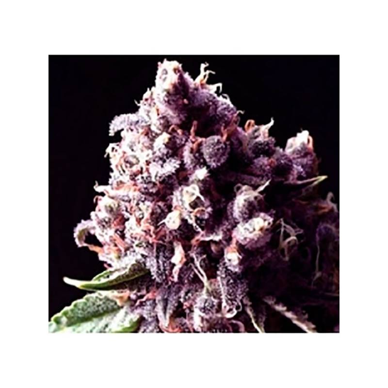 Purple Pinecone Feminizada de Sagarmatha