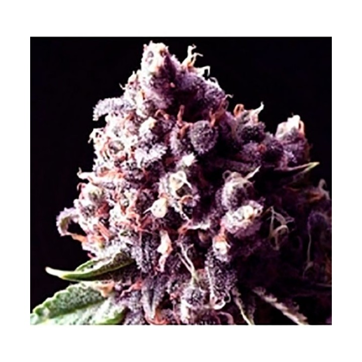 Purple Pinecone Feminizada de Sagarmatha