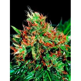 Slyder Regular de Sagarmatha