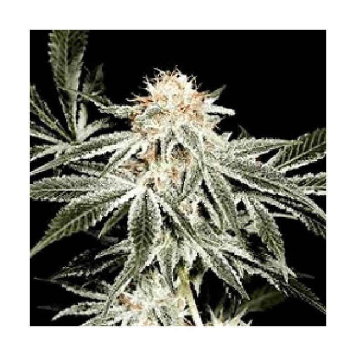 Solow Ryder Autofloreciente Feminizada de Sagarmatha