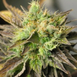 Strawberry D-lite Feminizada de Sagarmatha