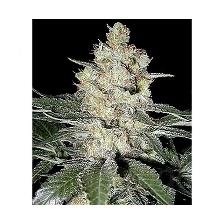 Western Winds Regular de Sagarmatha