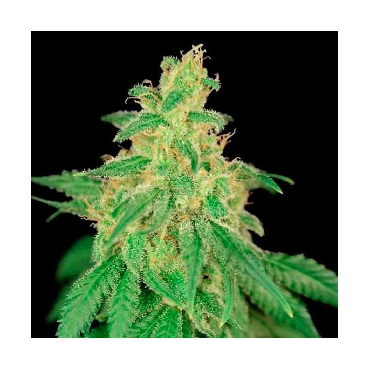 Rene CBD Feminizada de House of the Great Gardener