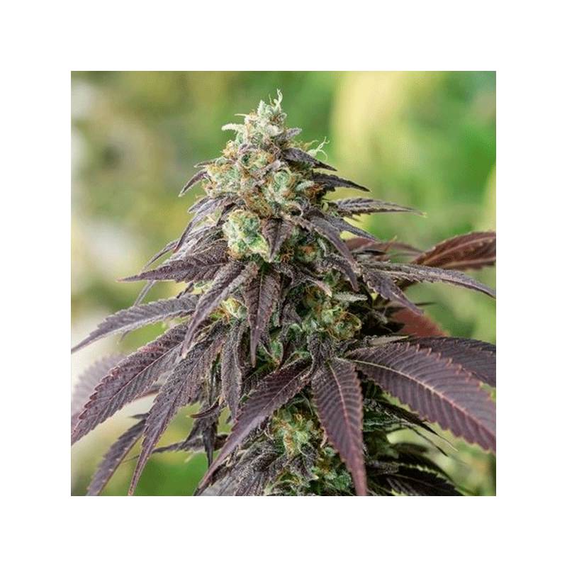 707 Headband Feminizada de Humboldt Seeds