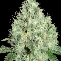 91 Krypt Regular de DNA Genetics