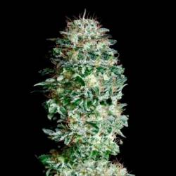 Absolute Herer Feminizada de Absolute Seeds