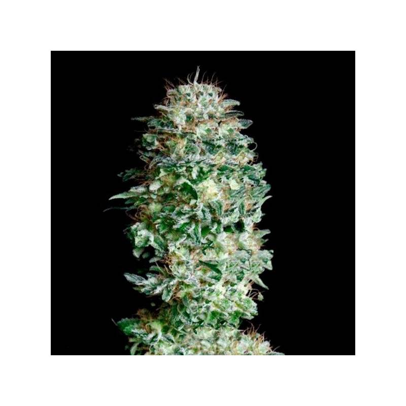 Absolute Herer Feminizada de Absolute Seeds