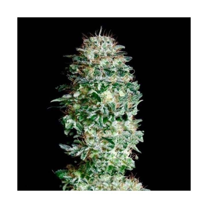 Absolute Herer Feminizada de Absolute Seeds