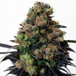 Acid Dough Feminizada de Ripper Seeds