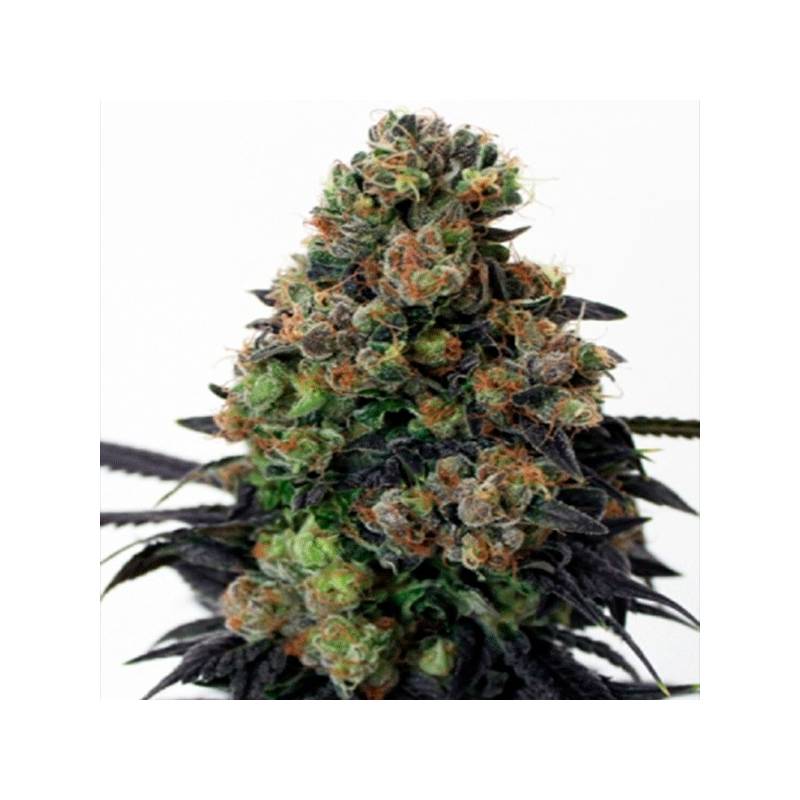 Acid Dough Feminizada de Ripper Seeds