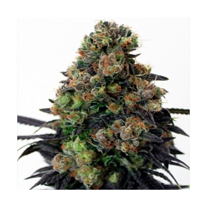 Acid Dough Feminizada de Ripper Seeds