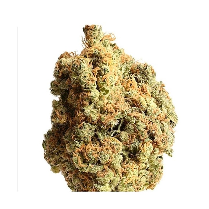 AK-020 Feminizada de Amsterdam Genetics