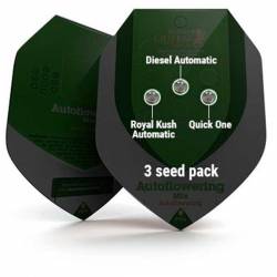 Mix Autofloreciente Feminizada de Royal Queen