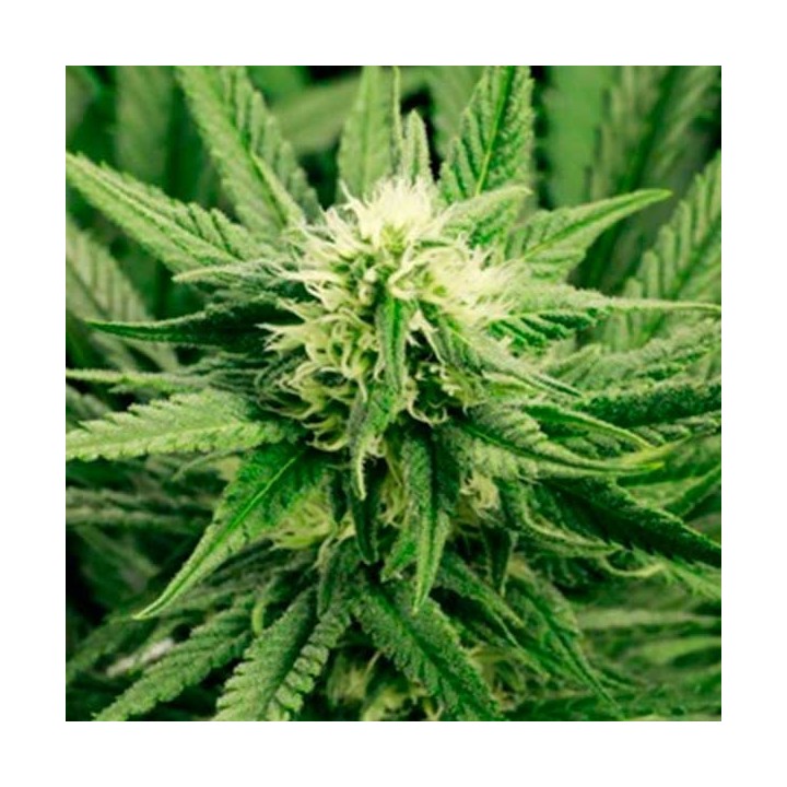 AK Choco Kush Feminizada de Amsterdam Genetics