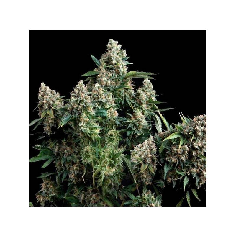 AK Bio Feminizada de Biological Seeds