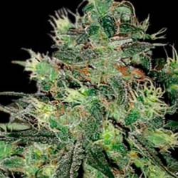 AK Autofloreciente Feminizada de Blimburn Seeds