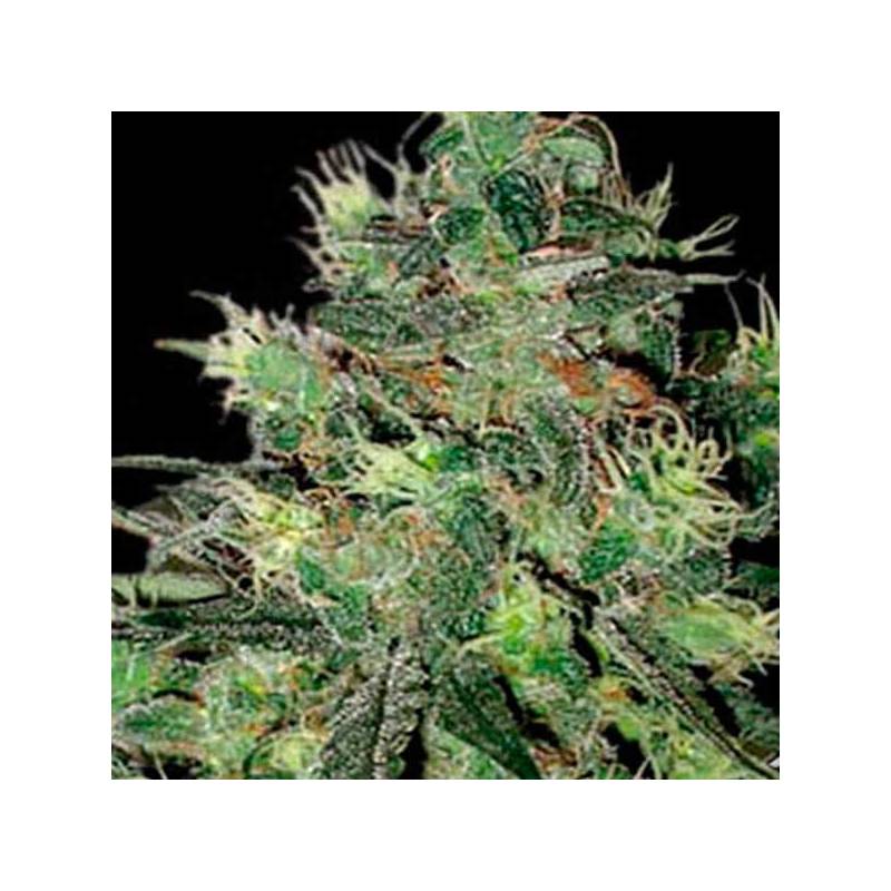 AK Autofloreciente Feminizada de Blimburn Seeds