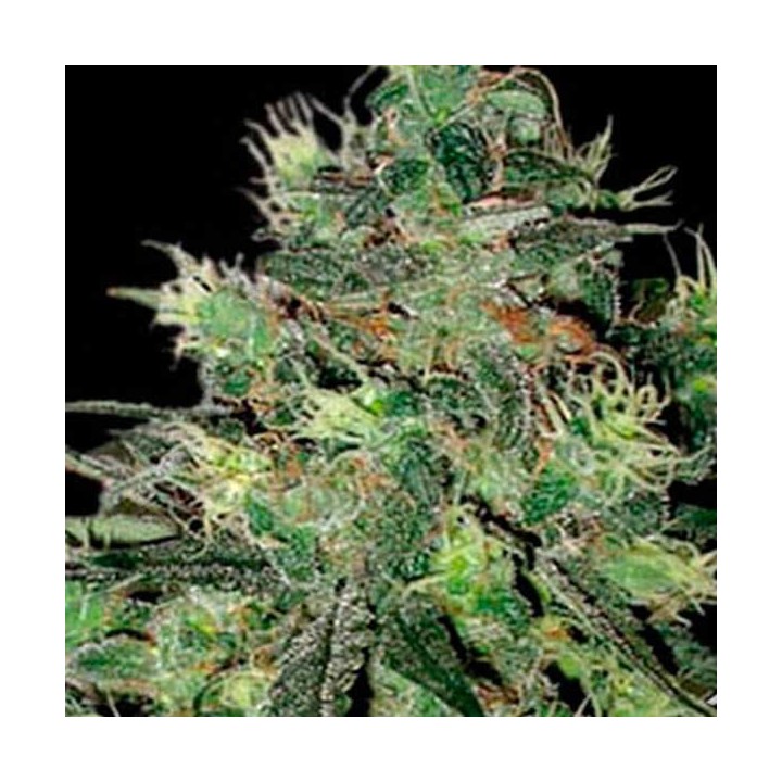 AK Autofloreciente Feminizada de Blimburn Seeds
