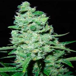 AK Kush Feminizada de Kalashnikov Seeds