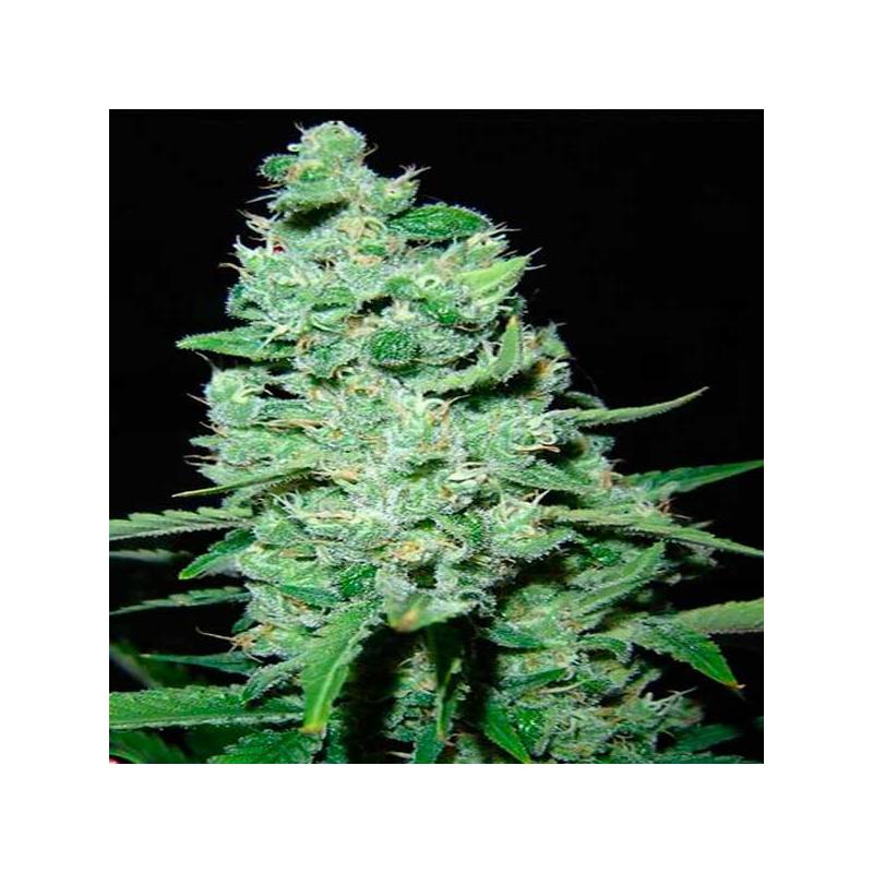 AK Kush Feminizada de Kalashnikov Seeds