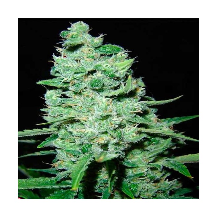 AK Kush Feminizada de Kalashnikov Seeds