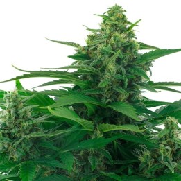 Skunk Feminizada de Zambeza Seeds