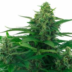 Skunk Feminizada de Zambeza Seeds