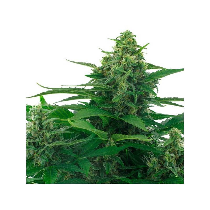 Skunk Feminizada de Zambeza Seeds