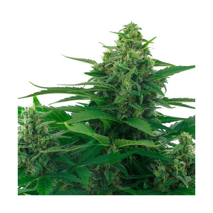 Skunk Feminizada de Zambeza Seeds