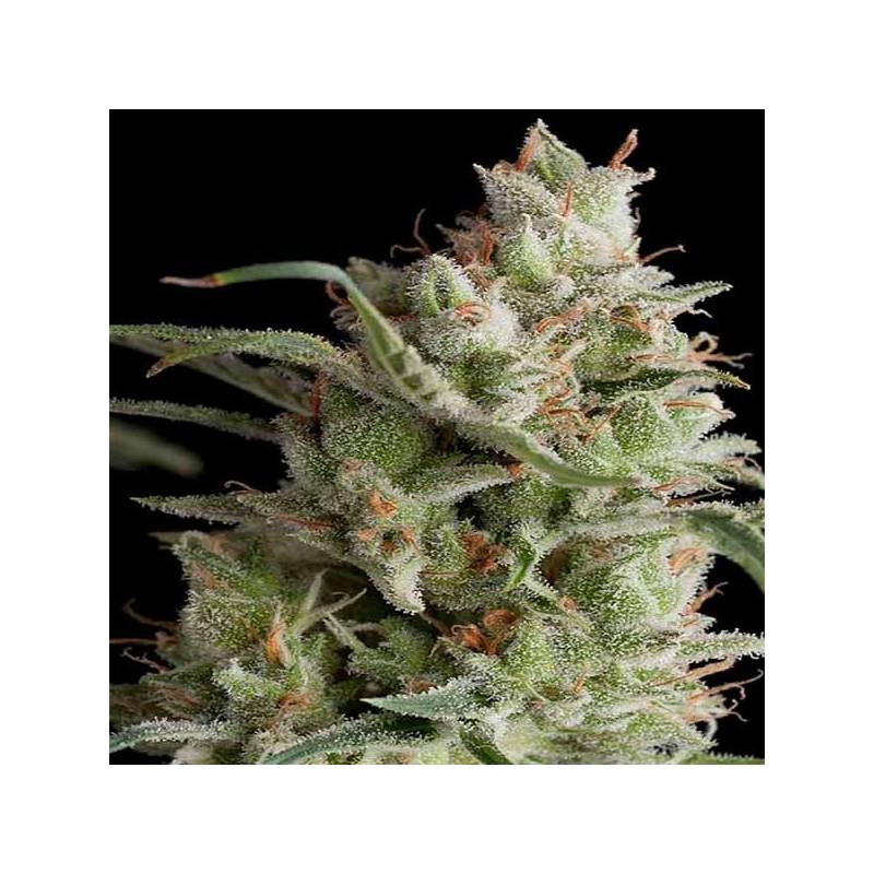 AK Og Kush Feminizada de Amsterdam Genetics