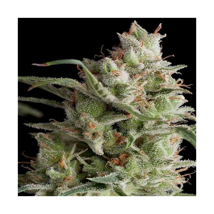 AK Og Kush Feminizada de Amsterdam Genetics