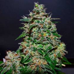 AK Kush Express Feminizada de Kalashnikov Seeds