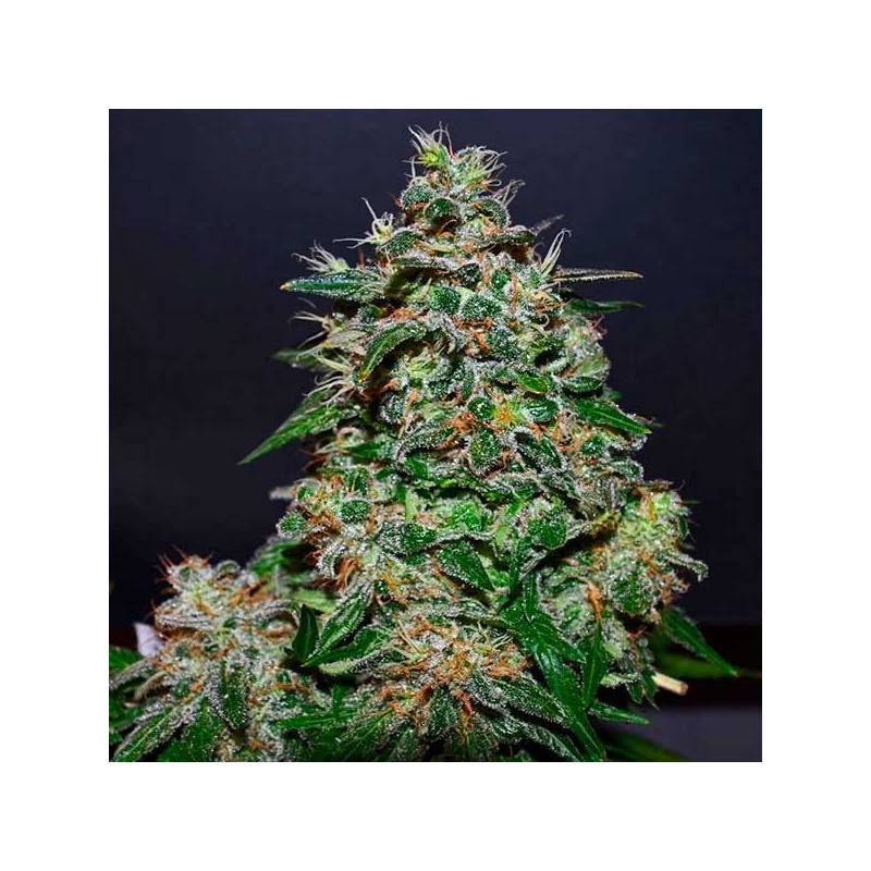 AK Kush Express Feminizada de Kalashnikov Seeds