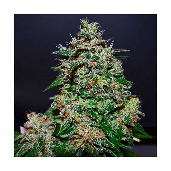 AK Kush Express Feminizada de Kalashnikov Seeds