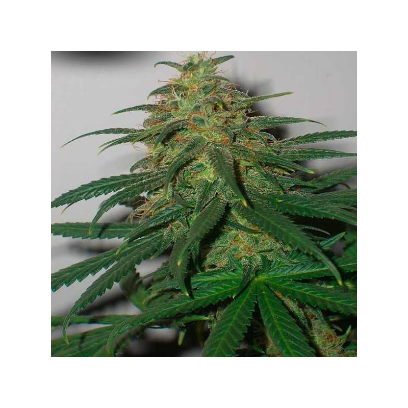 Skunk N1 Regular de Dutch Passion