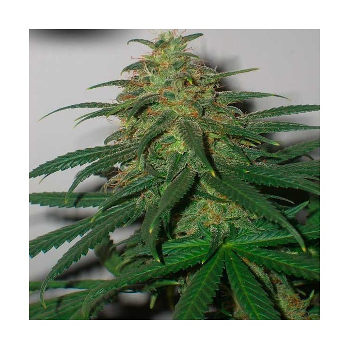 Skunk N1 Regular de Dutch Passion