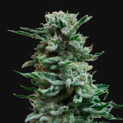 AK Skunk Autofloreciente Feminizada de Kalashnikov Seeds