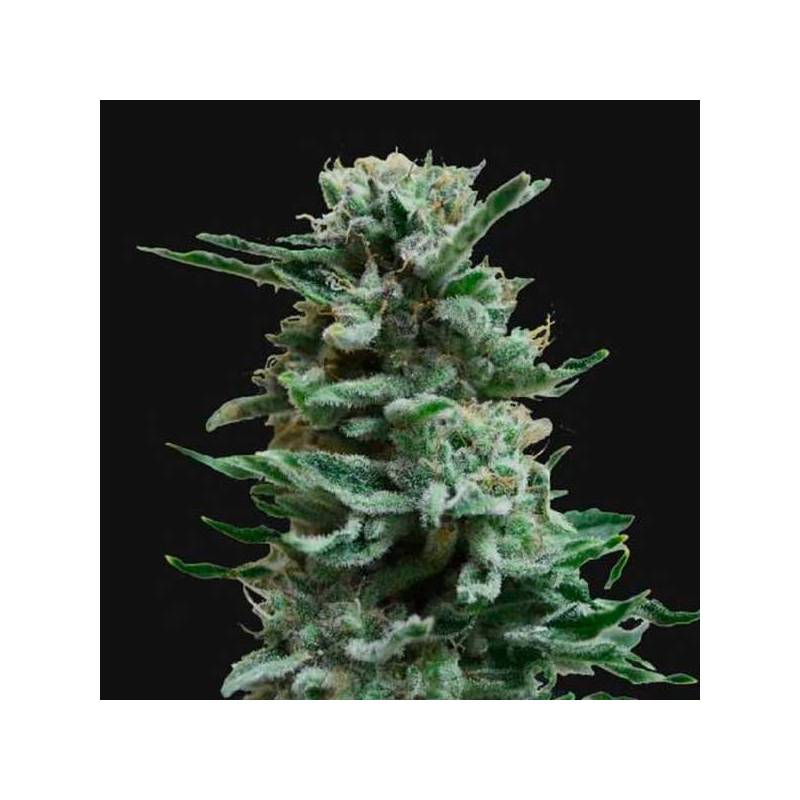 AK Skunk Autofloreciente Feminizada de Kalashnikov Seeds